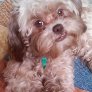 Meet your Posher, Stacey